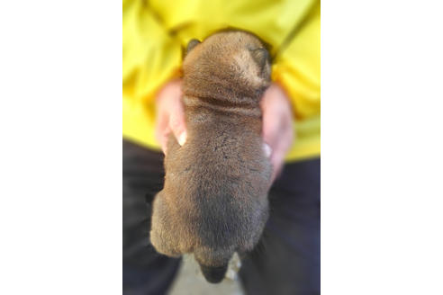 成約済の山梨県の柴犬-41308の1枚目